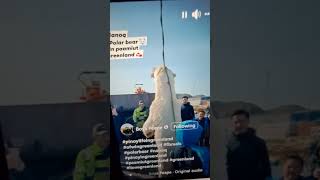 POLAR BEAR HUNTING IN GREENLAND shortsvideo asmr greenland levisdpunks [upl. by Barny346]