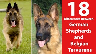 German Shepherd vs Belgian Tervuren 18 Differences [upl. by Brett644]