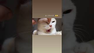 【猫のあくび】口がいつも半開きになる🤣🤣 cat [upl. by Anoel734]