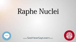 Raphe Nuclei Anatomy of the Brain SeeHearSayLearn 🔊 [upl. by Nasia]