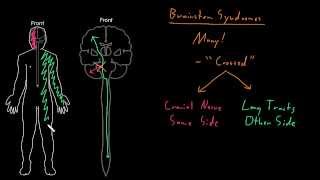 Syndrome Brainstem syndromes [upl. by Anaehr]