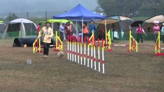 cairn terrier agility 20131005akeag2 [upl. by Yenahteb]