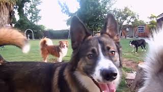 Dogs playing outside GUARANTEED to make you smile Most watched video top let your dog listen [upl. by Curtice]