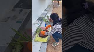 Planting spider plant n other gardening ineeslife minivlog [upl. by Enirehtacyram]