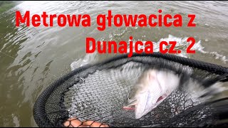 Dunajec hol metrowej głowacicy i pstrąg 58cm wydra cz 2 [upl. by Mur]