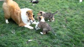 Rough Collie Puppies [upl. by Winna]