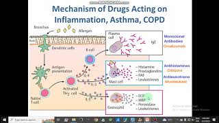 Mechanism of Respiratory Drug Action AntitussiveBranchodilatorsAsthmaCOPDExpectorants pharmacy [upl. by Rivi]