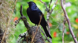 CANTO DEL CHAMÓN SHINY COWBIRD [upl. by Edwina408]