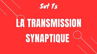 Cours Svt TS la transmission synaptique [upl. by Eikcin]