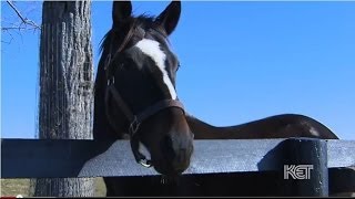 The Amazing Zenyatta teaches her foal to dance [upl. by Nadnerb]