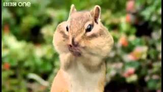 Beatbox squirrel [upl. by Rieger37]