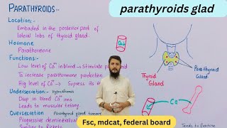 Parathyroids  parathyroid gland and its structure [upl. by Domenico]