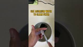 How to clean sponge filter EASY [upl. by Terchie320]