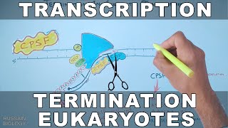 Transcription Termination in Eukaryotes [upl. by Anircam537]