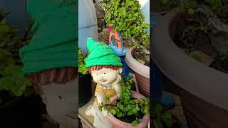 plants gardeningtips gardening jadeplantcare garden jadeplant [upl. by Eicam]