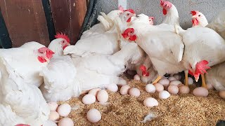 Process for handling sick laying Hens in Poultry Farming [upl. by Campagna419]