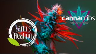 Earths Healing Arizonas Finest Cannabis Cultivation [upl. by Rosy]