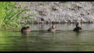 ducks cinnamon teal wood [upl. by Haletky]