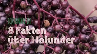 8 Fakten über Holunderbeeren [upl. by Auqinal]