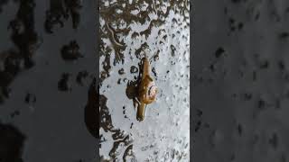 Snail Locomotion in the Monsoon  Natures Slow Motion in Manipal [upl. by Gulick857]