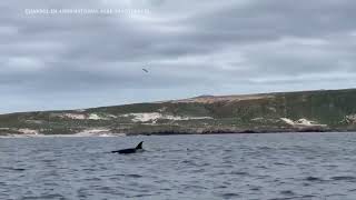 Orca whales make rare appearance in Californias Channel Islands [upl. by Mihalco]