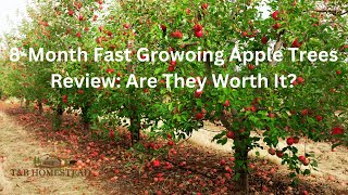 8Month Update FastGrowing Apple Trees Revealed [upl. by Hakceber]