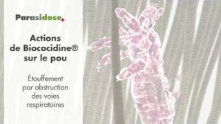 Parasidose la solution contre les poux [upl. by Elyc]