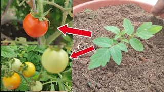 How to Growing Tomatoes at Home [upl. by Mellette]