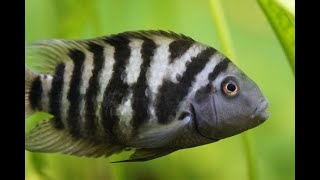 Convict Cichlids Breeding  5 amazing facts on breeding Convict Cichlid Zebra Cichlids fish [upl. by Opaline]