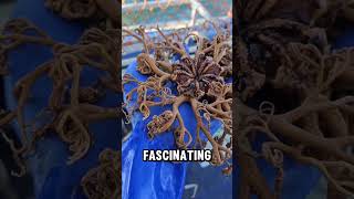 Rare species basket star [upl. by Ynttirb]