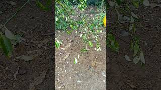 A90 Cut the best grafted lemon twigs grafting lemon wedges shorts easy YouTube youtubeshorts [upl. by Akinehs]