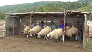 Milking sheep Transylvanian style [upl. by Barbaraanne]