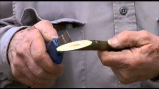 How to perform whip grafting of walnuts  UCANR [upl. by Quintus]