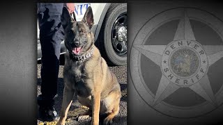 Denver Sheriffs Department dog in K9 unit saved from euthanasia [upl. by Simeon]