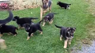 German Shepherd Puppies playing with Mom and Dad [upl. by Yvel]