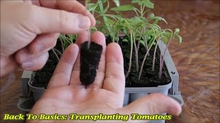 Back To Basics Transplanting Tomatoes [upl. by Can]