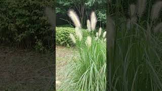 한들한들 금강아지풀 Setaria glauca Korean wild grasses and flowers 20240723 [upl. by Eudo907]