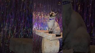 Siamese cat asks the question quotWhats thisquot While gazing at pretty holographic tinsel fringe [upl. by Letta]