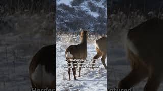 Roe deers foraging in spring snow [upl. by Mandle]