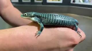 October 5  Mexican Alligator Lizard [upl. by Oelgnaed297]