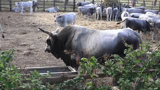 Maremma Stupendo toro Bufalo Chianina o Maremmano [upl. by Barta]