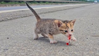 homeless kitten meowing under the door cute and mischievous kitten after being rescued [upl. by Press205]