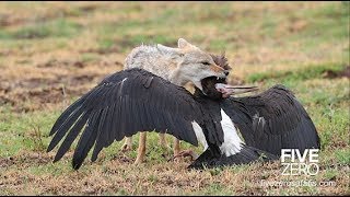 The Ngorongoro Crater Safari [upl. by Siramed]