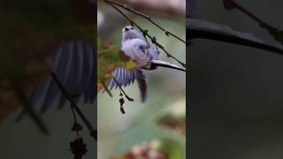 Longtailed tit  fast moving bird [upl. by Asamot]