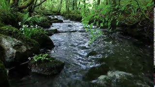 8 Hours Relaxing Nature Sounds Forest RiverSleep RelaxationBirdsongSound of WaterJohnnie Lawson [upl. by Nrev]