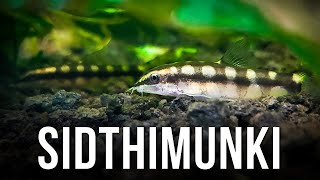 Dwarf Chain Loaches – Best Nano Fish for Eating Snails [upl. by Otha]