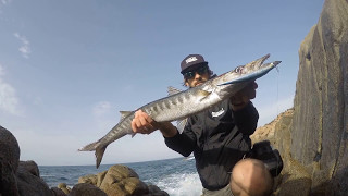 Pesca Spinning in Sardegna  Barracuda in scogliera  Live strike [upl. by Arabelle]