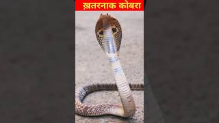 Indian Cobra 🐍 Snake Video shorts cobra snake [upl. by Ydollem]