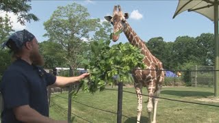 Buffalo Zoo celebrates World Giraffe day and opening night of Zoomagination [upl. by Nivrehs]