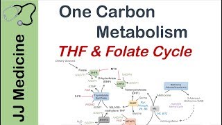 One Carbon Metabolism  Tetrahydrofolate and the Folate Cycle [upl. by Henrique315]